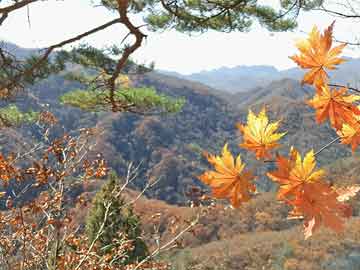增強(qiáng)免疫力自然方法，健康之路的關(guān)鍵探索