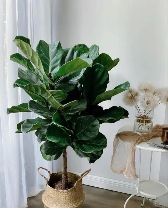 家中綠植布局，打造生機(jī)勃勃的清新居所