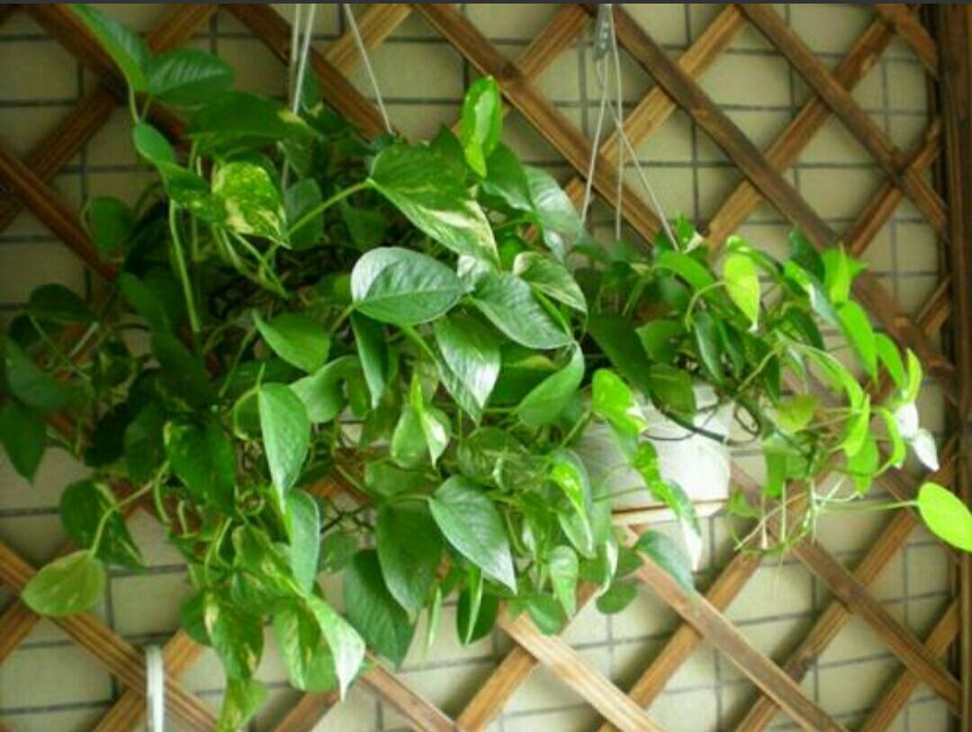 家居綠意盎然，綠色植物提升空氣質(zhì)量