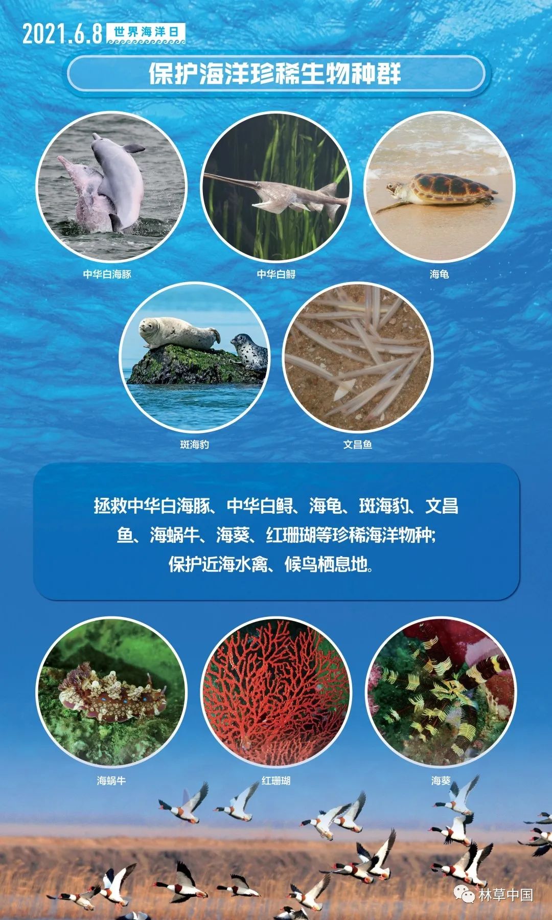 全球關(guān)注焦點，海洋生物多樣性保護進入重要議程