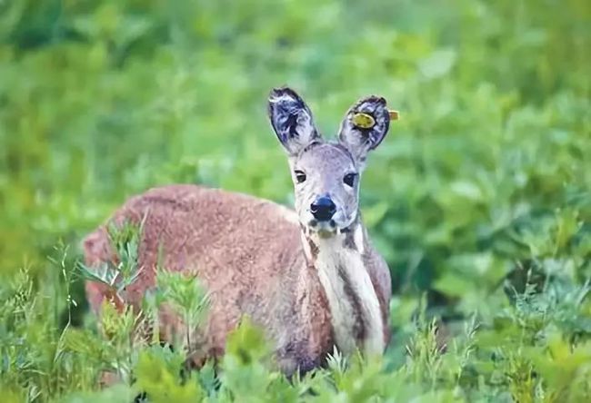 野生動物追蹤項目成果顯著，瀕危物種保護(hù)展現(xiàn)顯著成效