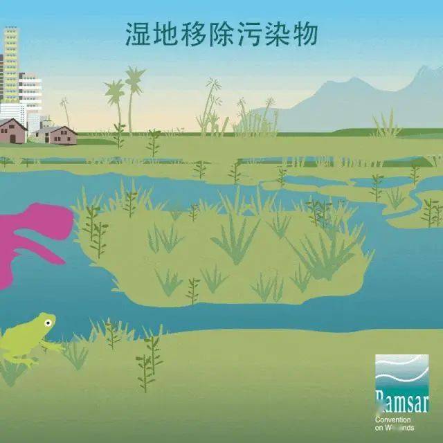 人工濕地修復(fù)項(xiàng)目成功實(shí)施，生物多樣性顯著回升，濕地?zé)òl(fā)生機(jī)與活力