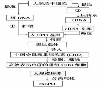 心理平衡與免疫系統(tǒng)健康，緊密關聯(lián)的探討
