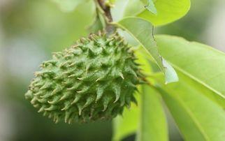 健康脂肪與肌膚光澤，美麗之源揭秘