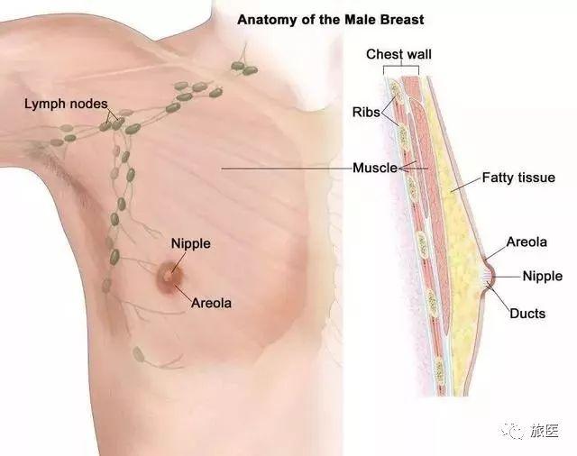 36歲女子胸部疙瘩揭示乳腺癌，早期發(fā)現(xiàn)與應對至關重要