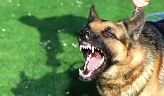 母女公園遭犬只撕咬悲劇，警醒社會(huì)的反思與啟示