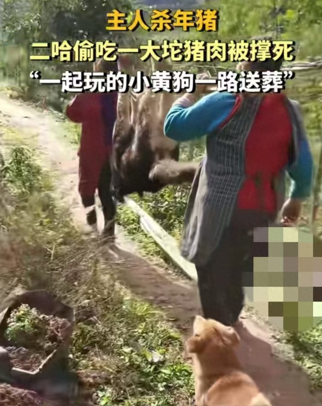 主人殺年豬引發(fā)悲劇，狗狗偷吃豬肉喪命