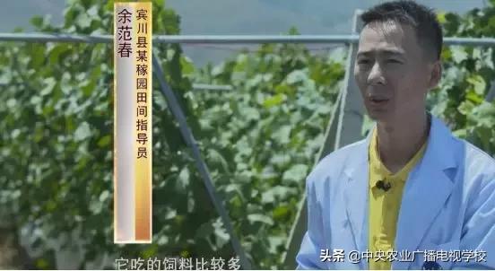 新型農(nóng)藥，平衡作物產(chǎn)量與生態(tài)保護(hù)的關(guān)鍵之道