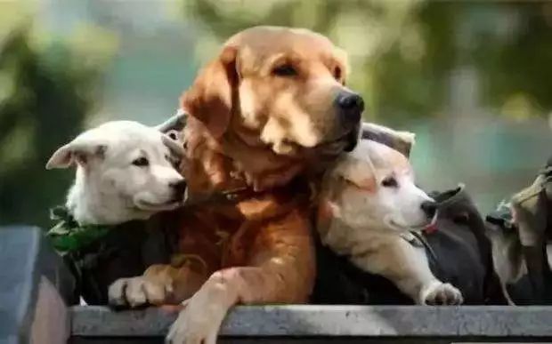 飼養(yǎng)員展現(xiàn)責(zé)任與擔(dān)當(dāng)，成功制止四條惡犬咬人事件