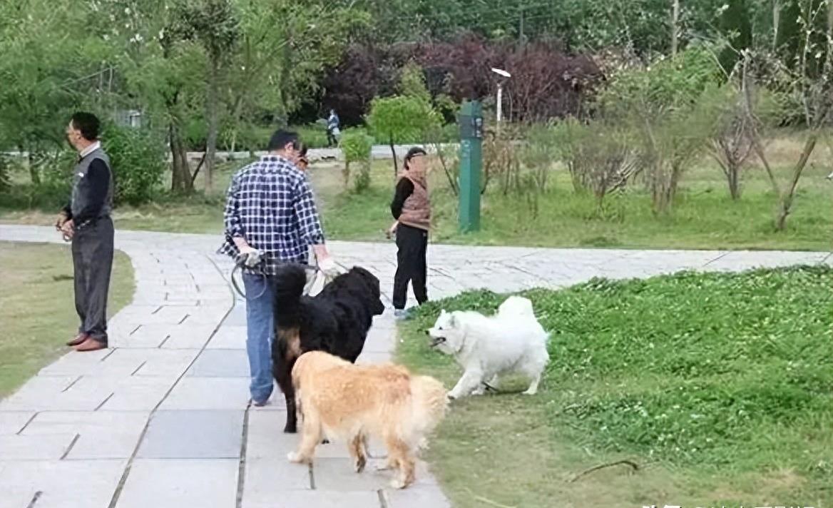 母女公園遭犬只撕咬悲劇，警醒社會的反思與啟示