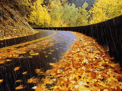 樹影斑駁的小路風(fēng)景與悠揚鳥鳴