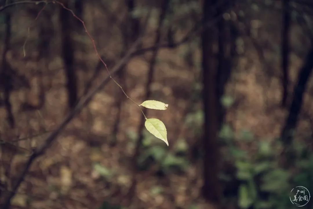 雨中綠樹的生機映照