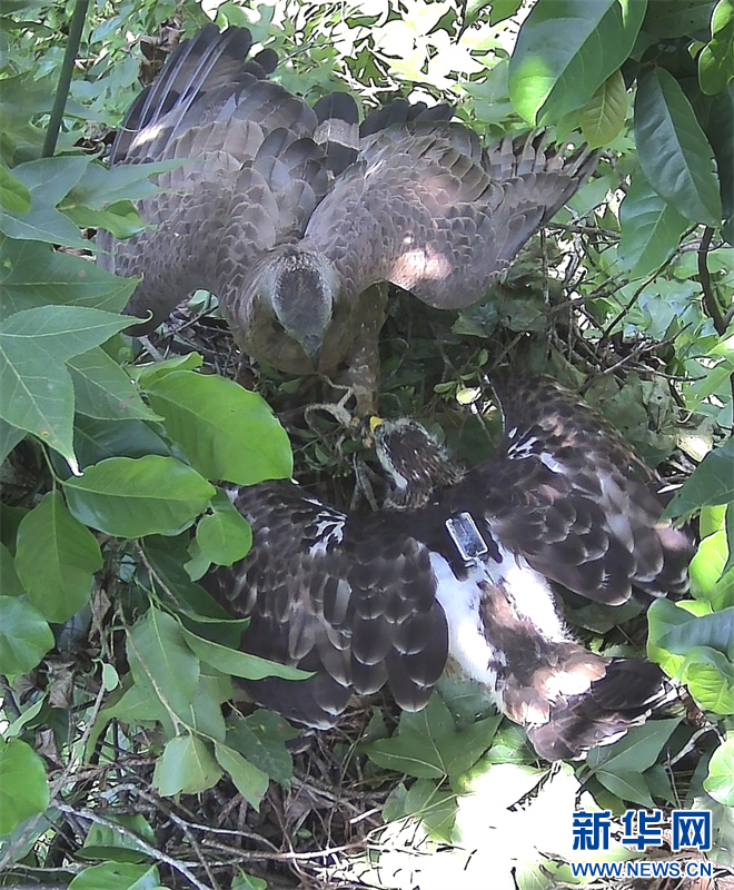 四川破獲非法捕獵鳳頭蜂鷹案，珍稀物種保護(hù)正義之戰(zhàn)揭秘