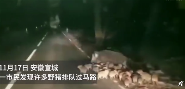 專家解析野豬泛濫背后的生態(tài)挑戰(zhàn)及應對策略