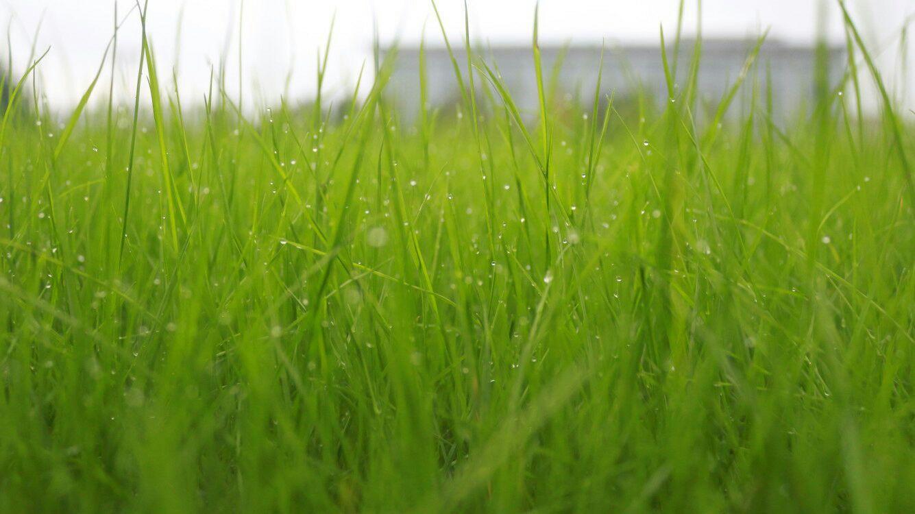 青翠草地上的詩意畫卷，細(xì)雨的滋潤與生機(jī)