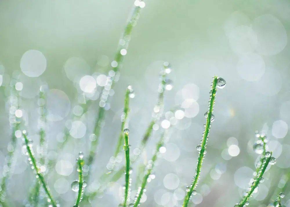 清晨露水清新氣息，衣角沾濕顯詩意