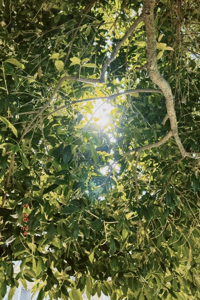 午后的自然交響曲，陽(yáng)光與光影的交織之美