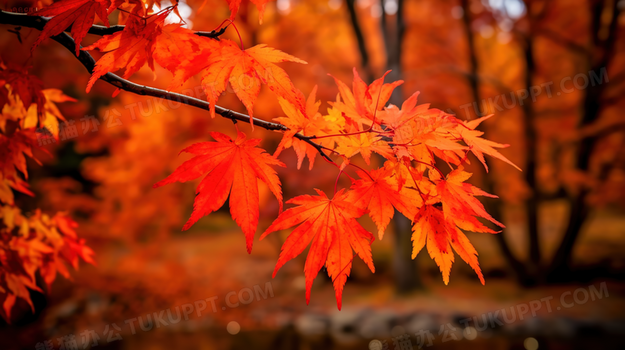 秋日楓葉如畫，山川染紅如詩