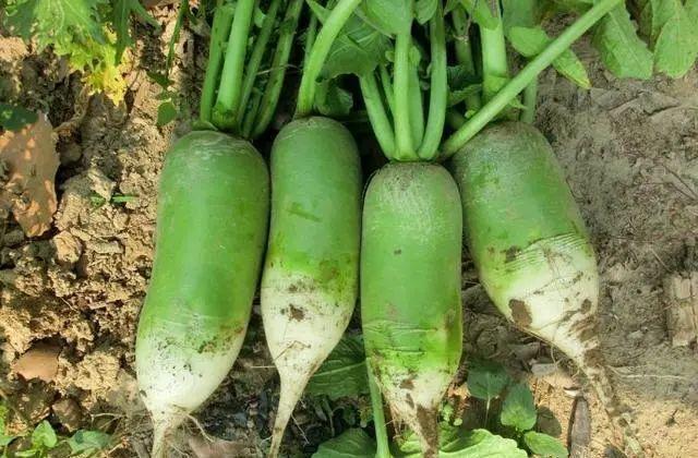 綠色餐桌，植物性飲食的多樣性與營養(yǎng)價(jià)值深度探究