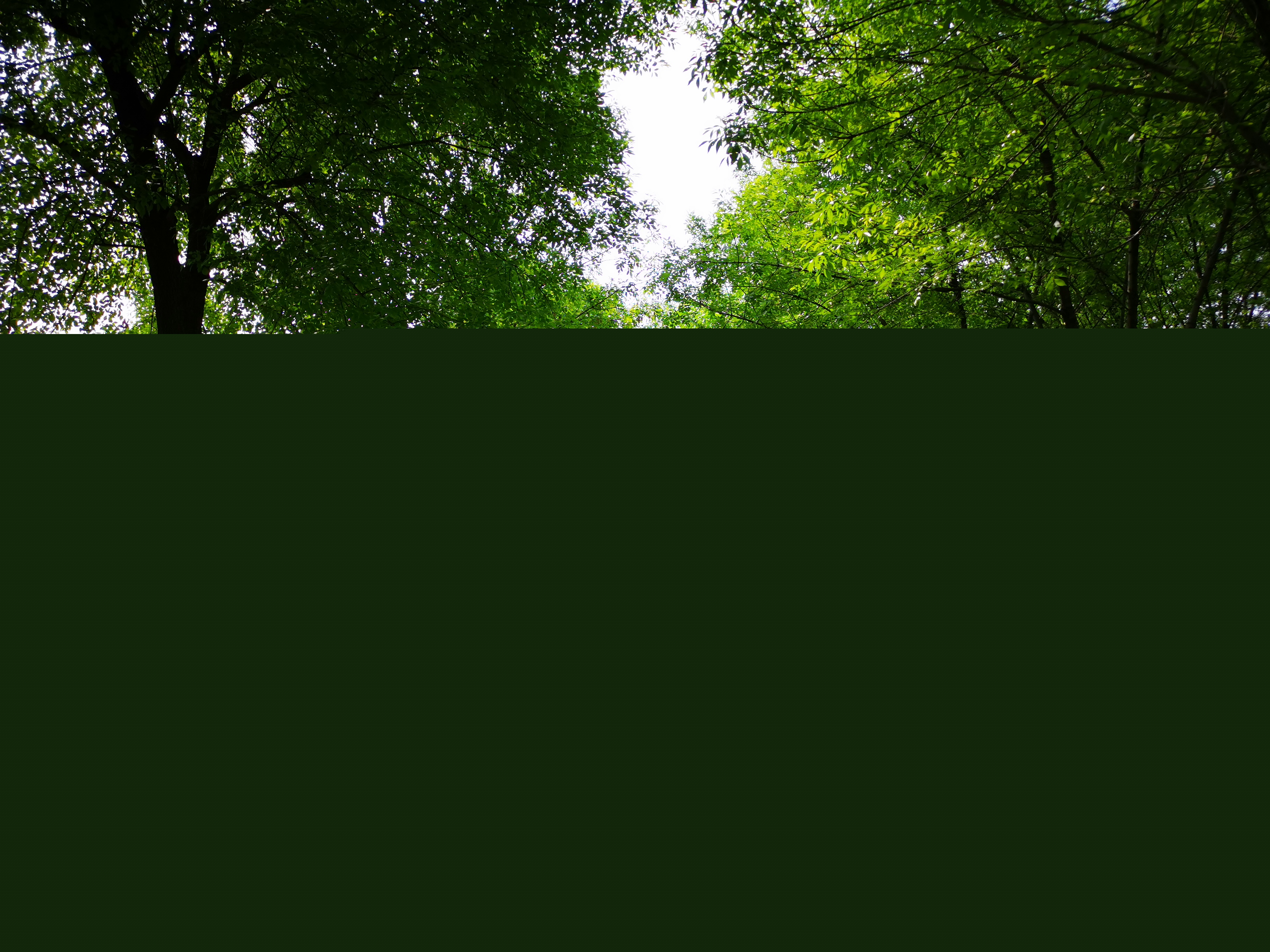 公園漫步，感受生命的盎然生機(jī)