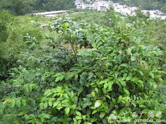 木本植物的自然功能，調(diào)節(jié)空氣濕度的重要性