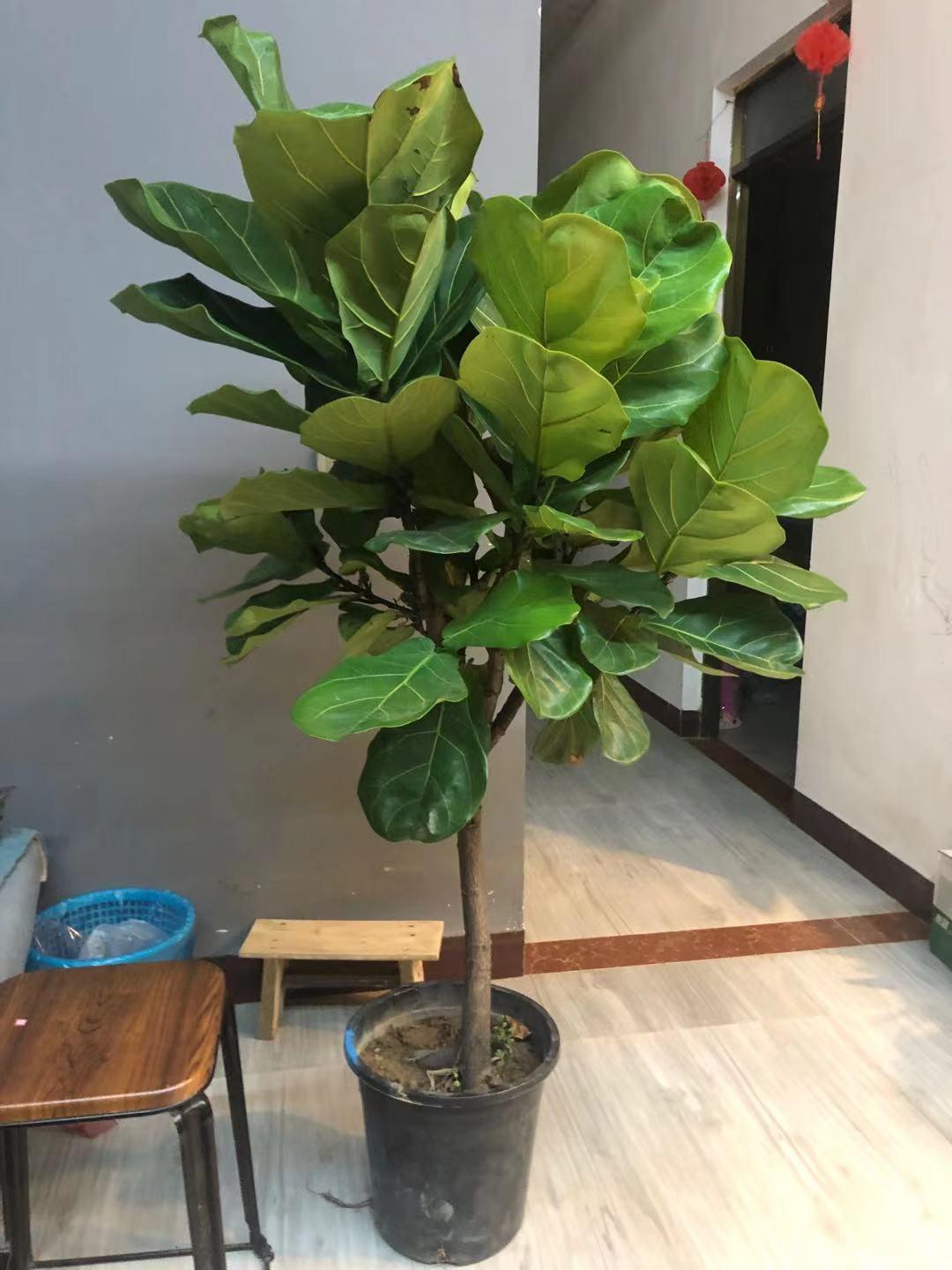 木本植物生態(tài)凈化功能與環(huán)保貢獻，提升環(huán)境質量的關鍵角色