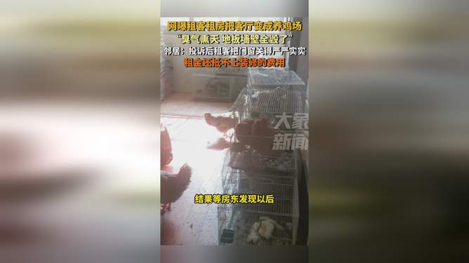 城市租客創(chuàng)意改造，客廳變養(yǎng)雞場，另類生活藝術(shù)展現(xiàn)