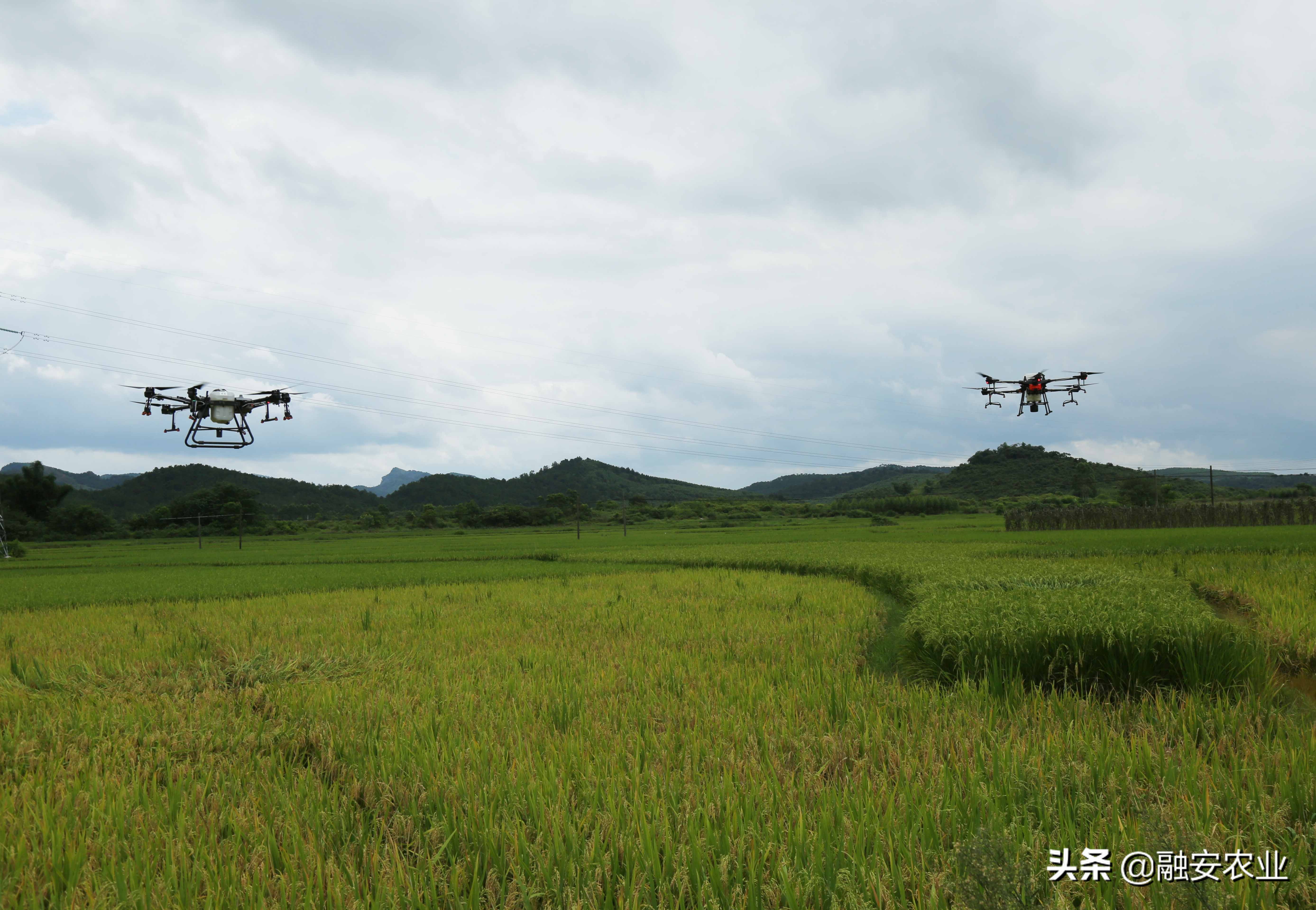 無(wú)人機(jī)在農(nóng)業(yè)病蟲害監(jiān)測(cè)與防治中的創(chuàng)新應(yīng)用