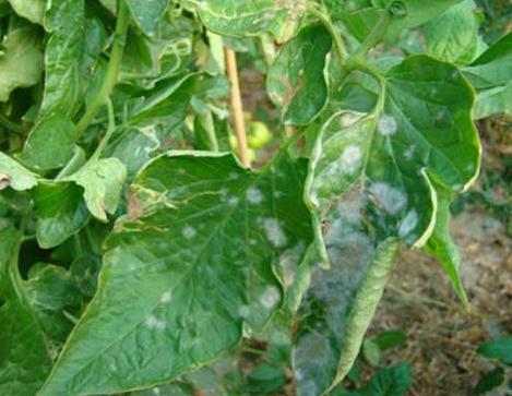 山東農(nóng)民農(nóng)業(yè)創(chuàng)新成功，賣番茄年入十億，創(chuàng)造鄉(xiāng)村振興新篇章