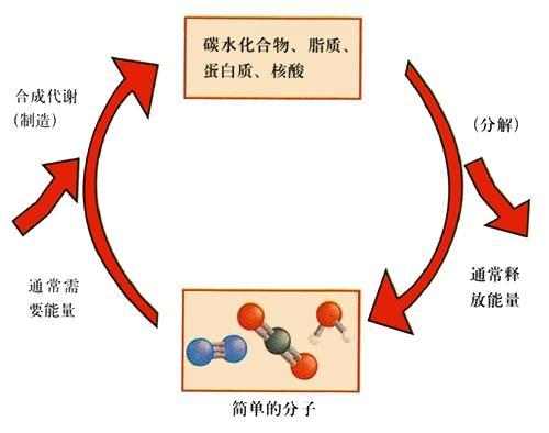 飲水與新陳代謝，密切關(guān)聯(lián)的重要性解析