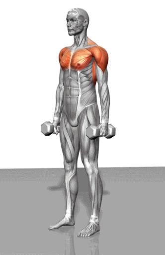 運動策略，增強(qiáng)肌肉力量之道