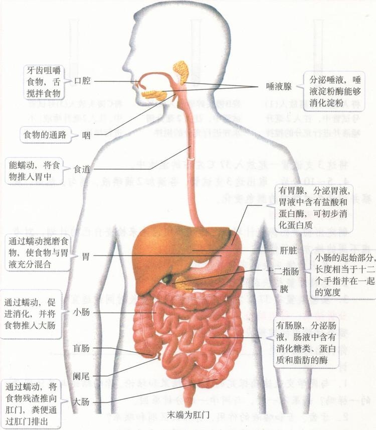 高纖維飲食對消化系統(tǒng)健康的益處研究
