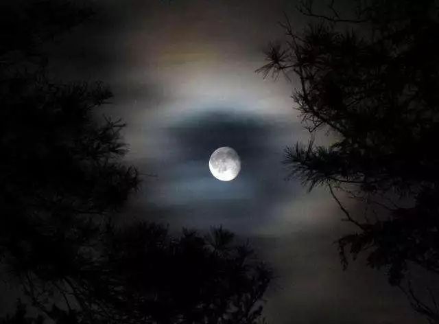 月光森林之夜，靜謐漫步的享受