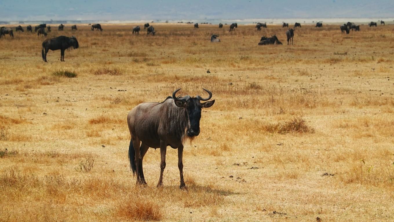 世界最大動物保護(hù)區(qū)，與野生動物的親密接觸之旅
