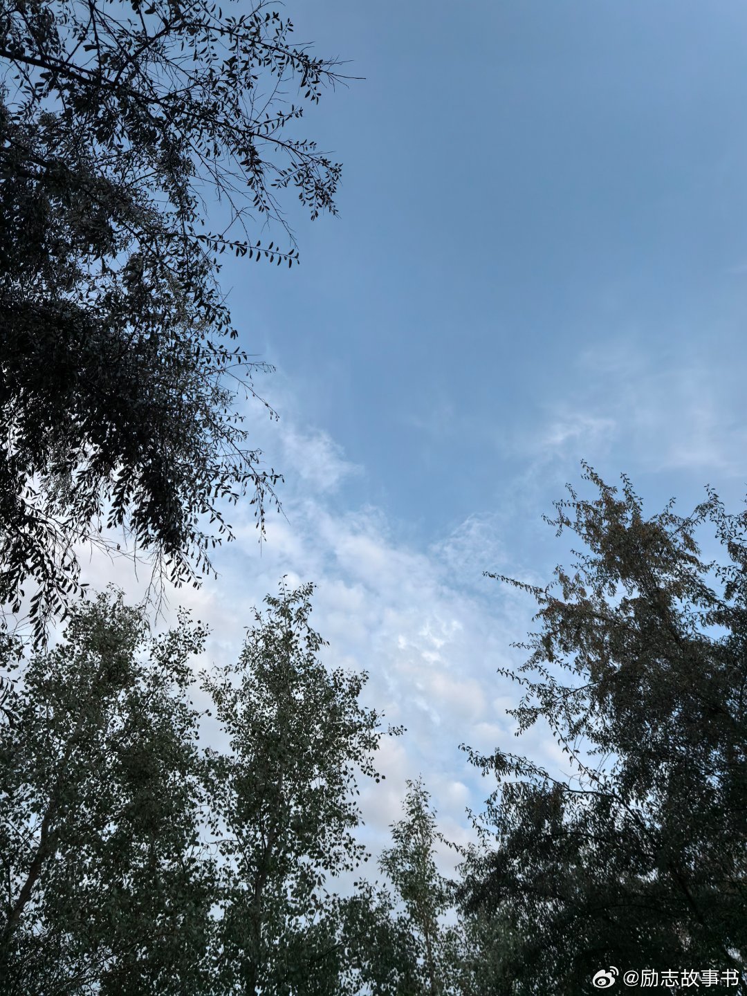夏雨洗禮，清新世界與透亮天空的交響曲