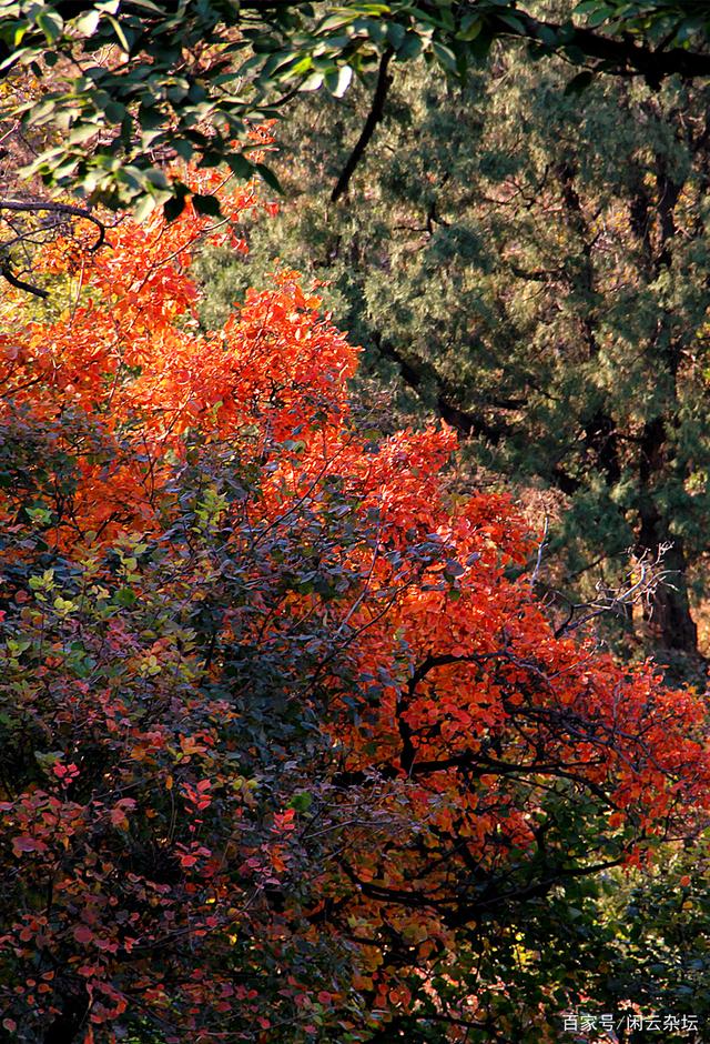 秋日山林，紅葉似火，氣爽景清