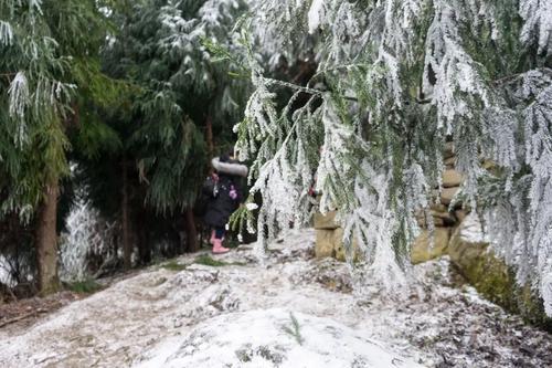 冬季森林雪景，雪花輕舞，銀裝大地