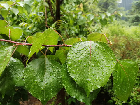 夏日雨后陽(yáng)光與綠葉的交響，生命的旋律