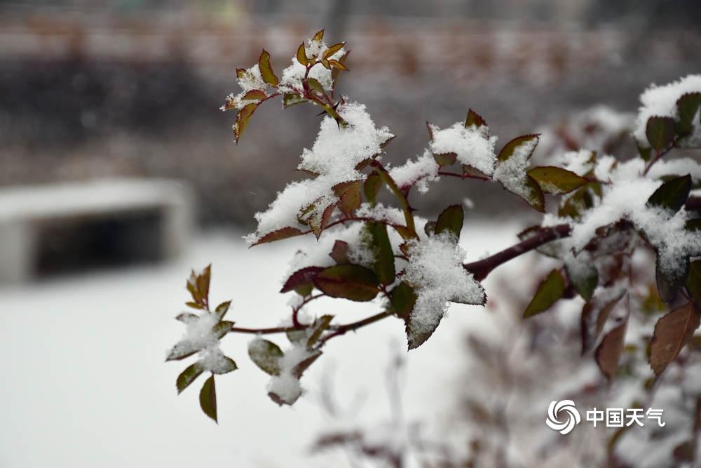 冬季湖邊的雪絮紛飛，寧靜雪景的詩意描繪