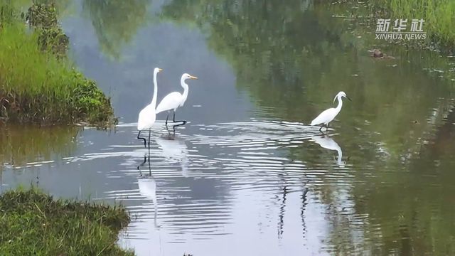 夏日午后，水鳥與河流的舞蹈