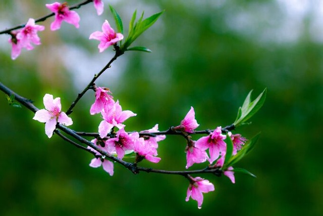 春風拂面，黃花朵放芳香四溢