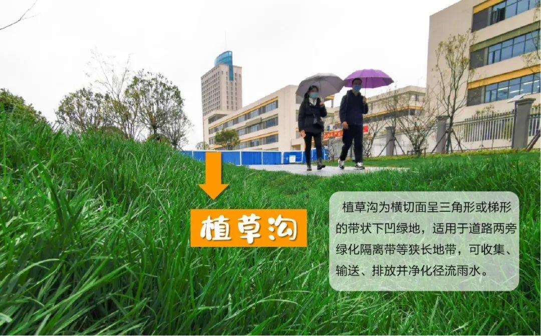 夏日森林，詩意時(shí)光下的陽光與綠意