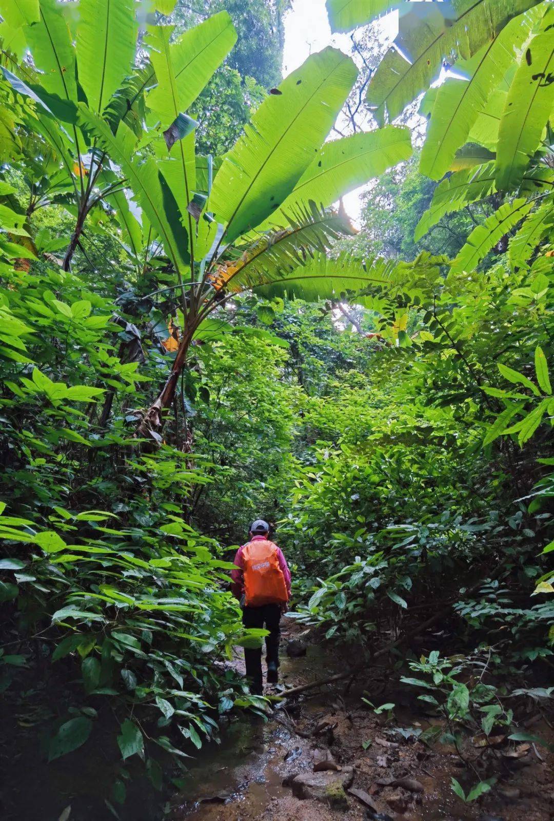 天然熱帶雨林徒步之旅，綠色氧氣的獨特體驗
