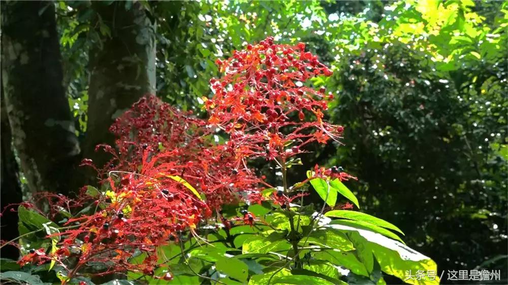 探訪珍稀植物園，領略植物王國的奇妙魅力