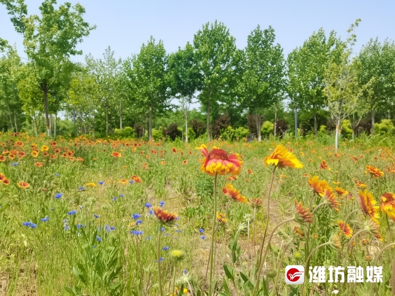 春天的田野，五彩斑斕的花朵綻放