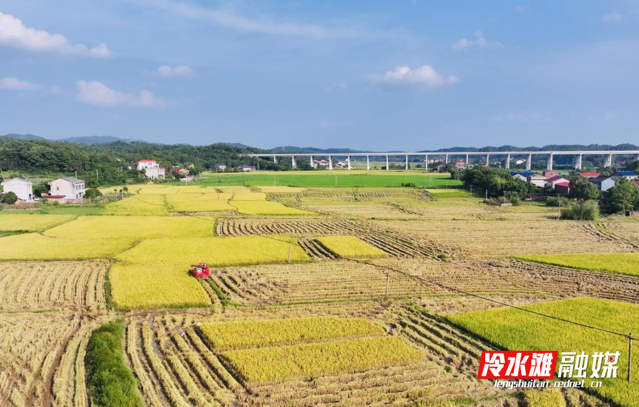秋日田野，稻谷豐收的黃澄澄畫卷