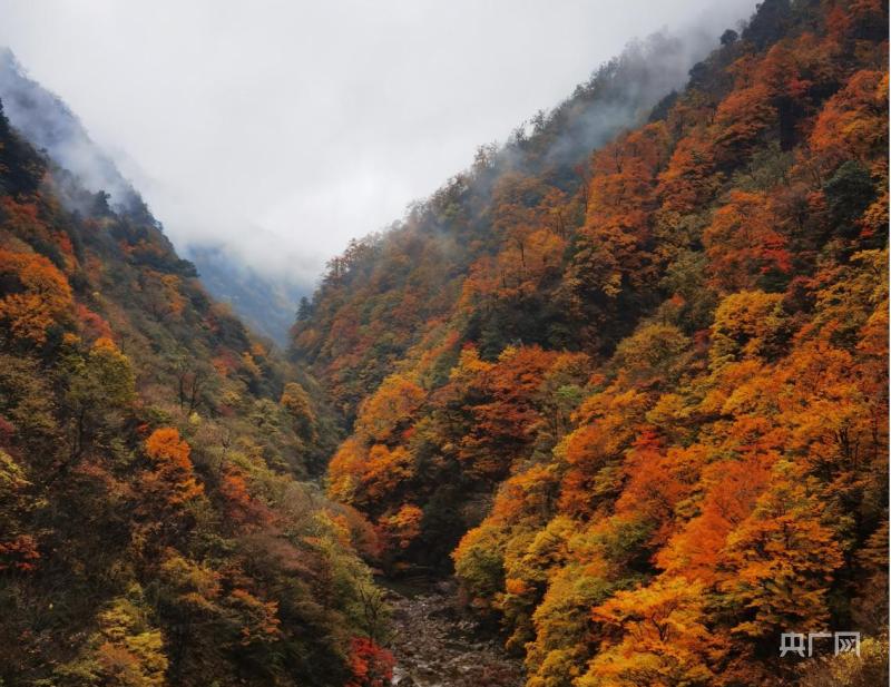 清晨山谷，陽光破霧灑滿大地
