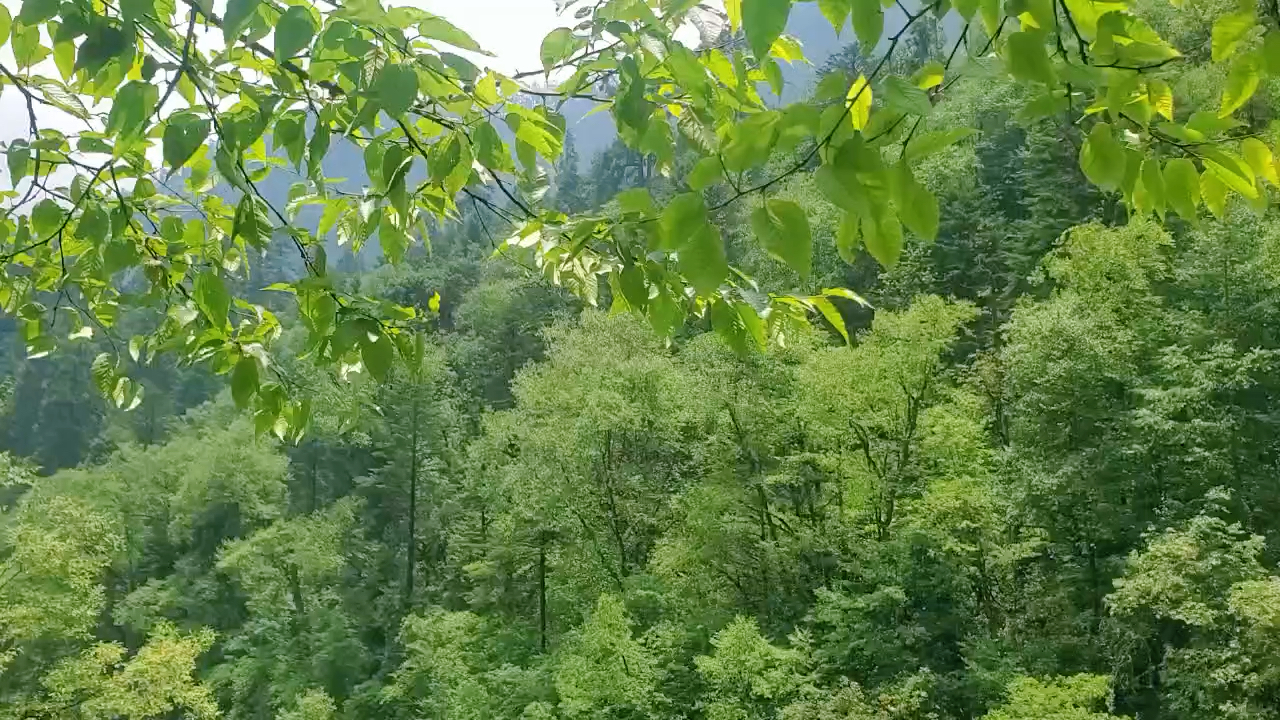 山間的風(fēng)，自然呼吸與生命律動(dòng)的交響曲