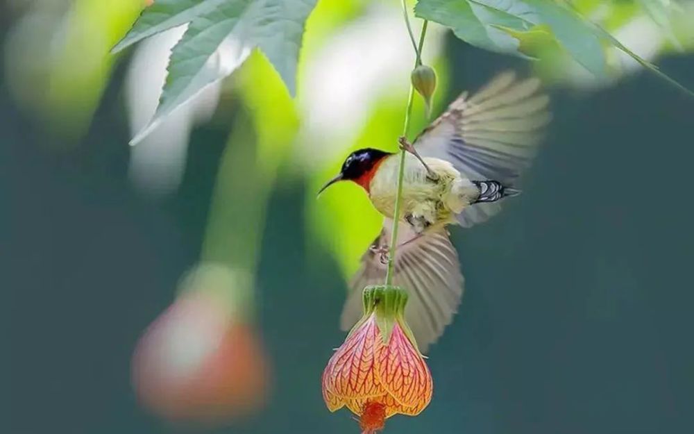 夏日清晨的詩(shī)意畫(huà)卷，清新空氣與鳥(niǎo)語(yǔ)交織的寧?kù)o美