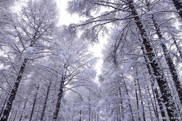 深冬山林雪景，雪中樹(shù)木的銀裝魅力